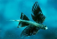 Ikan-ikan Aneh di Dunia - Responsive Blogger Template