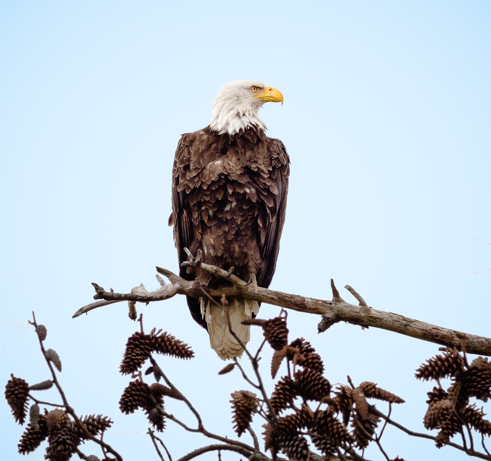 Iowa Department of Natural Resources - MYTH or TRUTH: An eagle can turn its  head 360 degrees. ANSWER: An eagle can rotate its head about 180 degrees in  each direction! So if