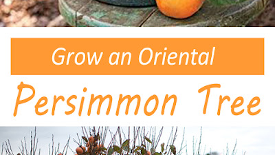 Zone 4 Persimmon Tree

