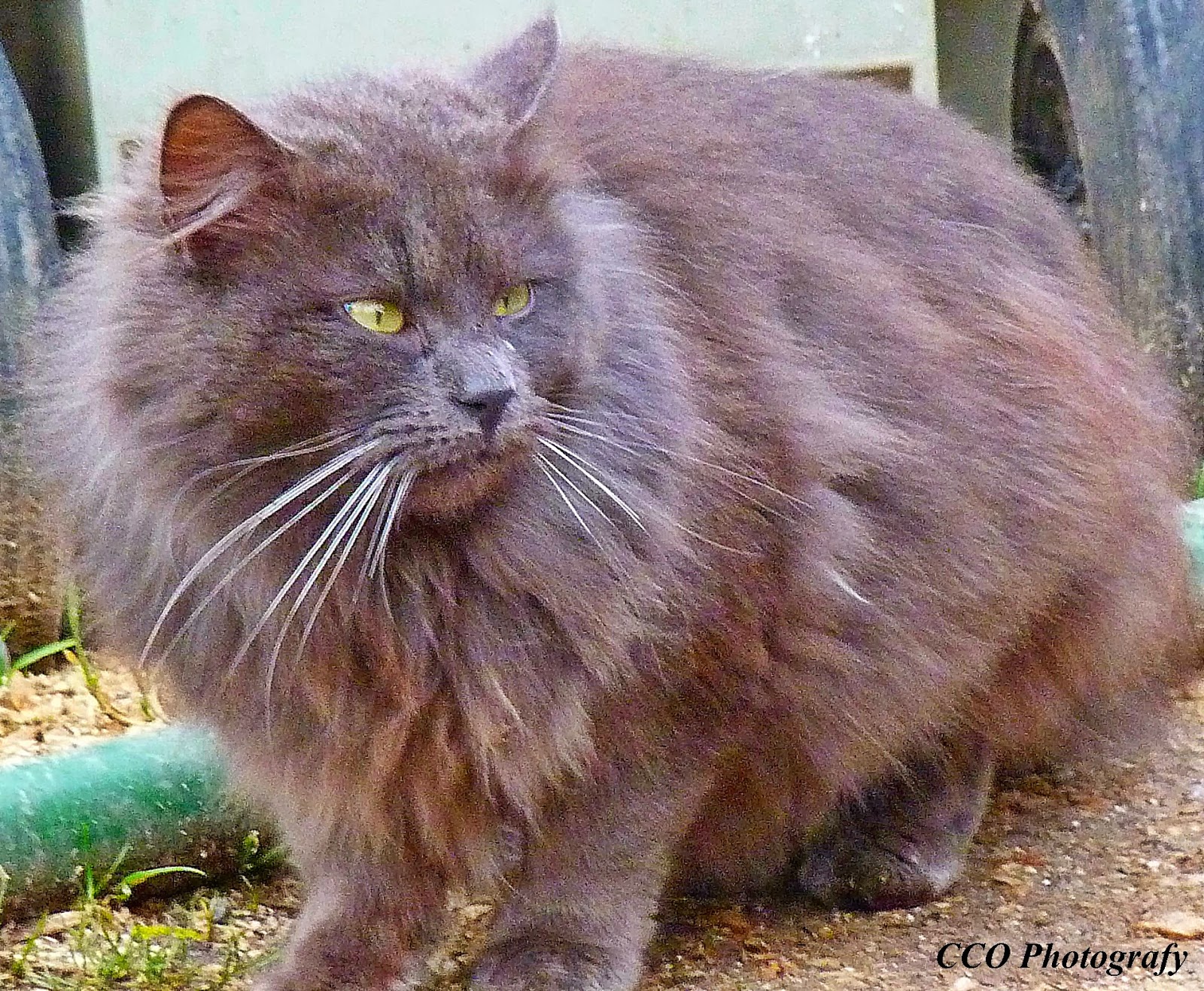 Les photos de Christelle De jolis minous