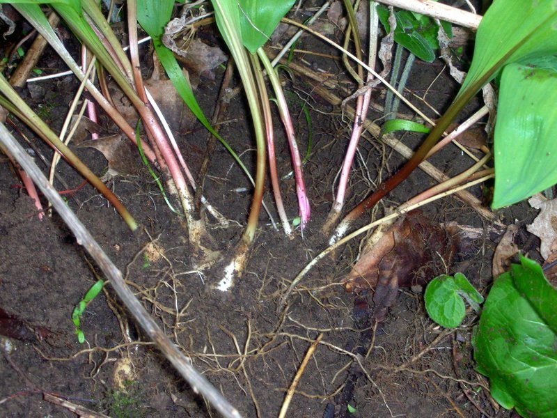 Vermont Wild Edibles Foraging for Ramps Part III