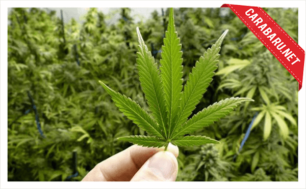 Bikin Tercengang, Beginilah Penampakan Ganja Jika di Lihat dari Mikroskop Bikin Tercengang, Beginilah Penampakan Ganja Jika di Lihat dari Mikroskop