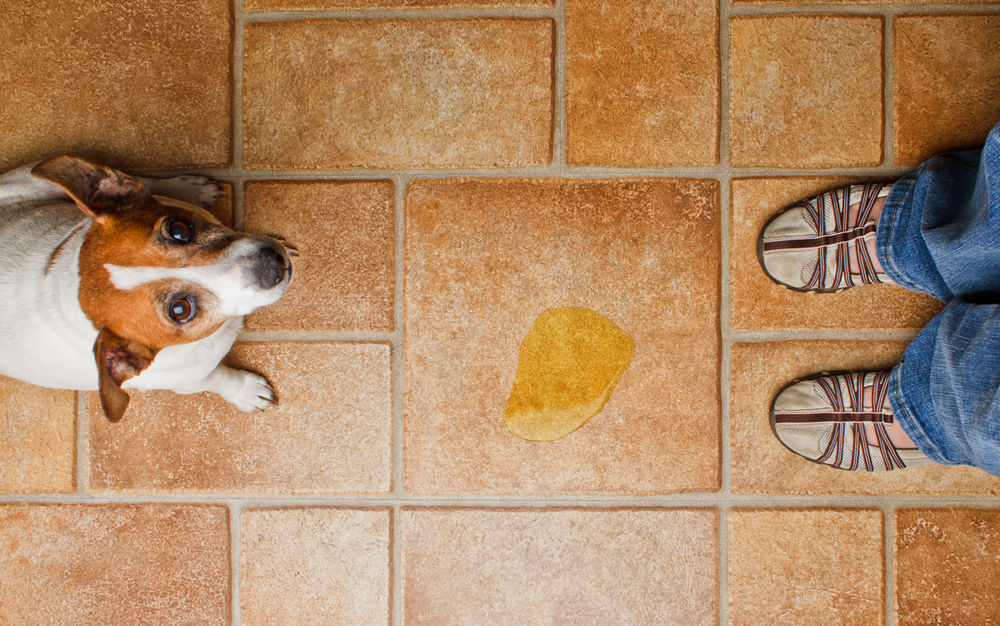 ¿Cómo puedo eliminar el olor a orina de perro en mi casa?