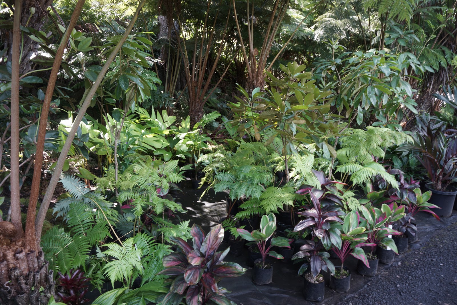 South Kona Nursery
