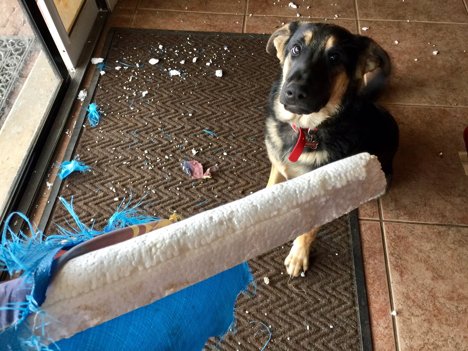 Creature Comforts Pet Sitting Service Destructive Puppy Behavior