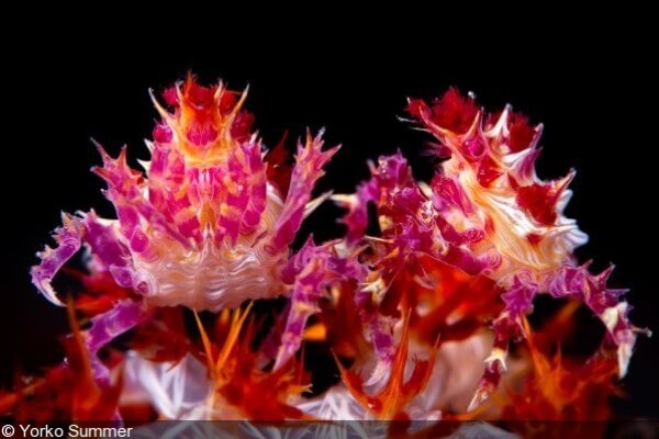 12 Mysterious But Beautiful Creatures You've Probably Never Seen - HOPLOPHRY AKA CANDY CRAB
