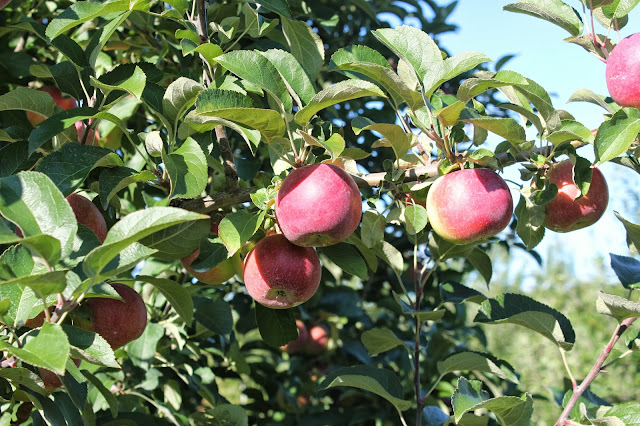 Apples at Westward Orchards