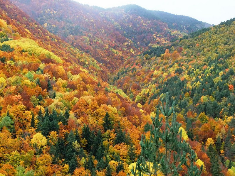 De bosques en otoño por España
