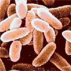 Bacillus Anthracis, Anthrax Bacteria