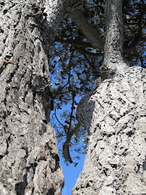 Looking between divided trunk to see cones against a blue sky high and beyond