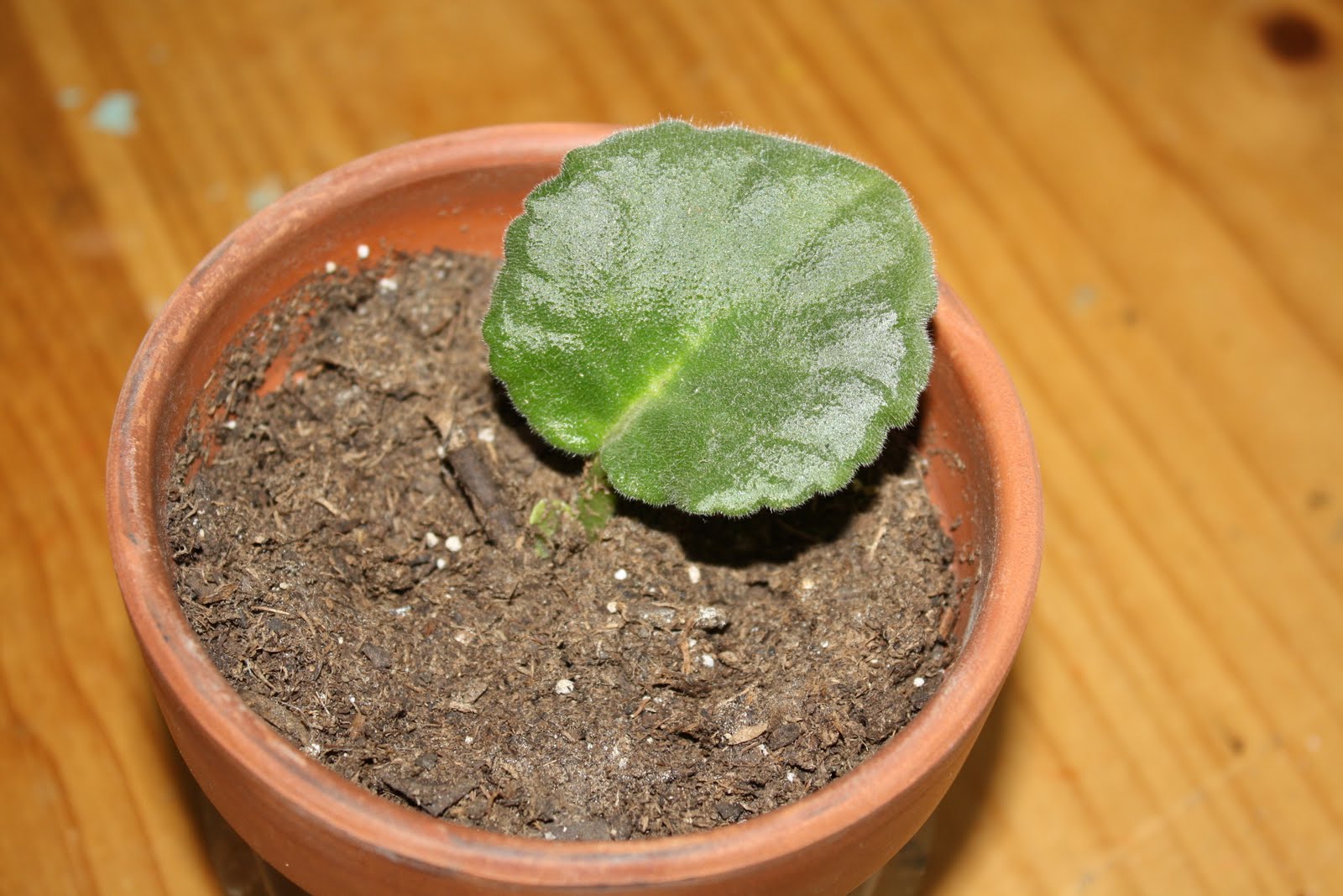 Once Upon a Family African Violet From a Cutting
