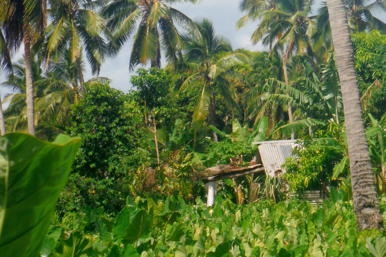 Testimonies from Tonga TONGAN HOUSES