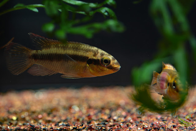 F1 Pelvicachromis subocellatus "moanda"