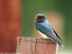 bird barn birds swallow kinds different tiny birdwatch ph nectar hummingbirds feed flowers