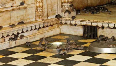 7 Tempat Wisata Paling Mengerikan Di Dunia Candi Karni Mata