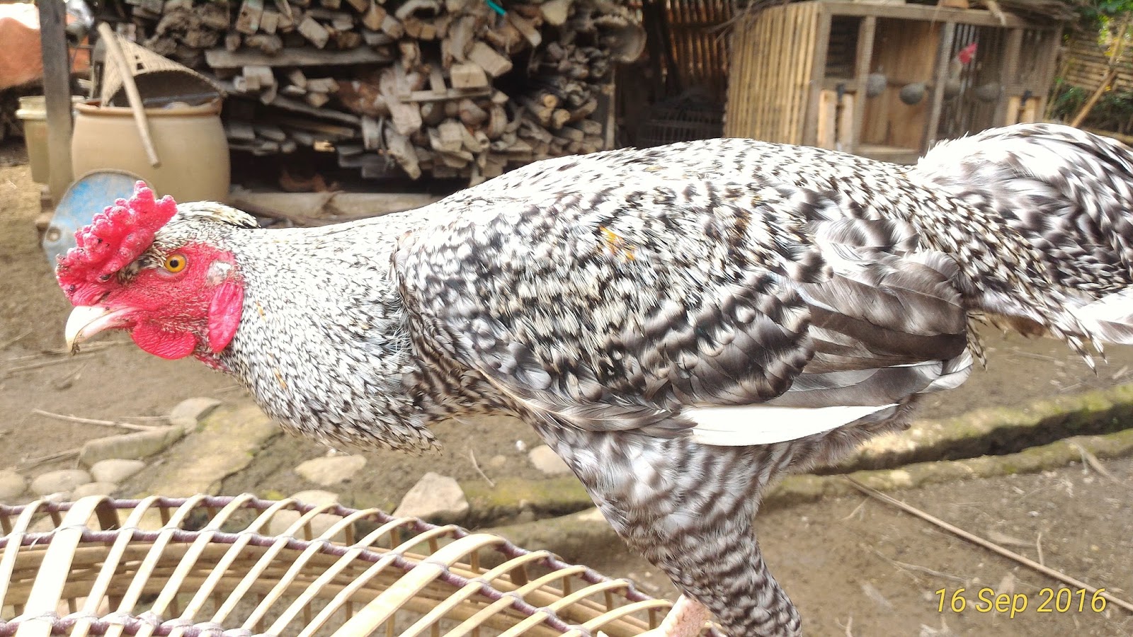 Jualan Ayam Jago Jali Berjambul ~ PEMUDA PAKARTI