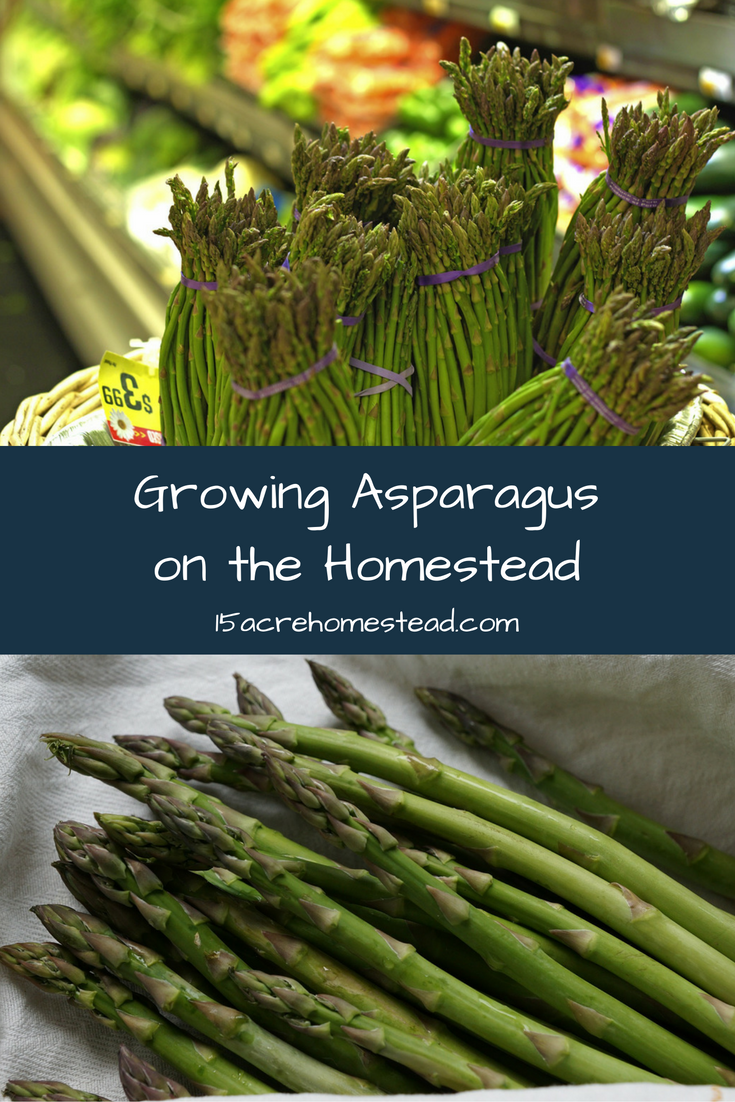 How to Grow Asparagus, Complete Guide to Grow and Harvest Asparagus
