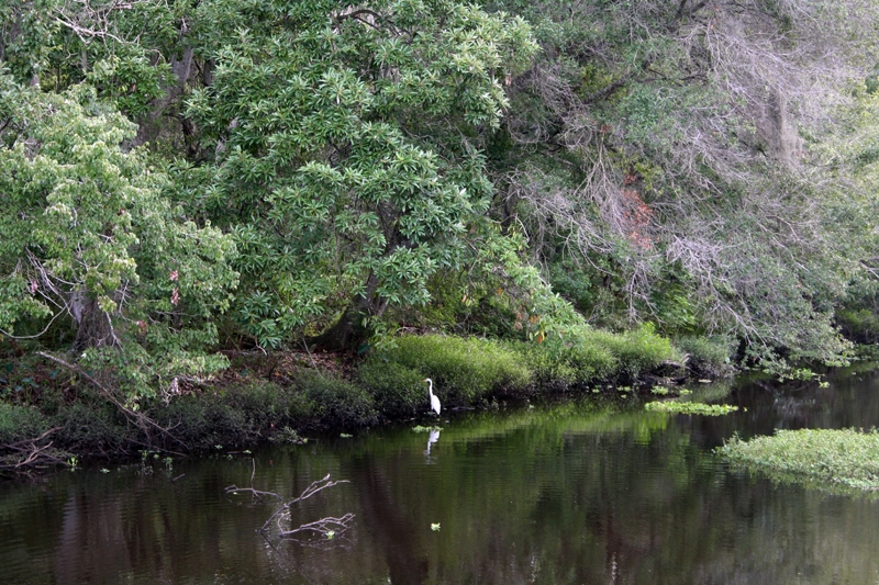 A Year (Or More) Of Photos Sawgrass Lake, Reflections