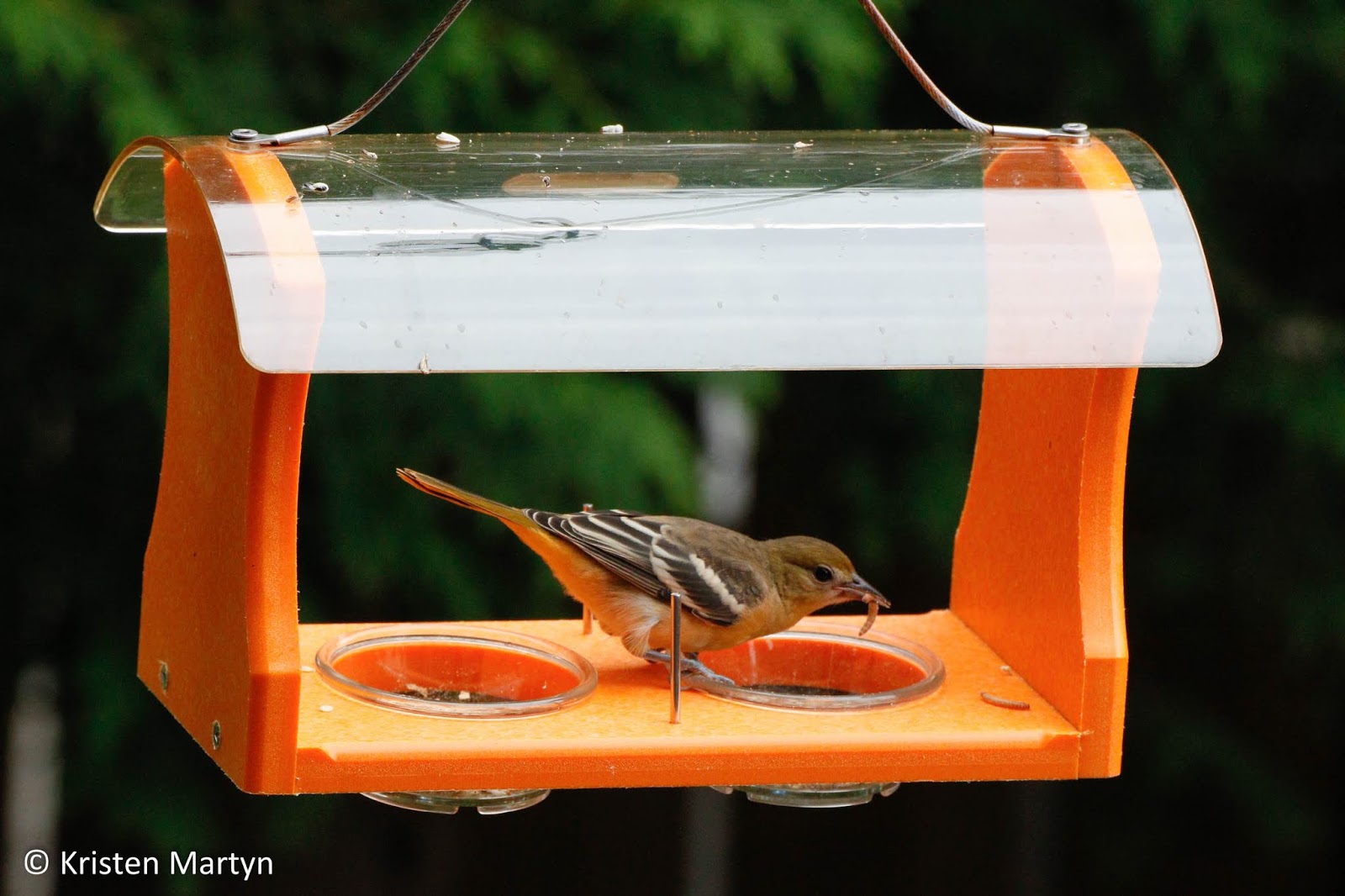 Mealworms on the Menu A Guide to Feeding Your Backyard Birds Live