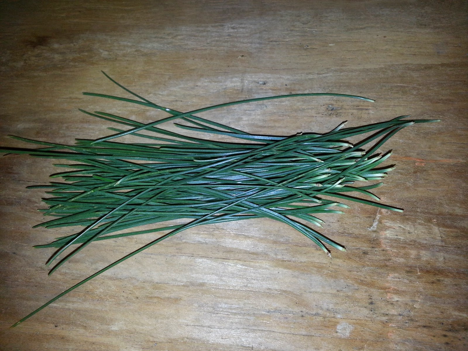The 7 P's Blog How to Make Pine Needle Tea