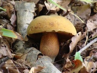 Suillellus luridus DSC124131