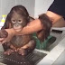 Μωρό ουρακοτάγκος κρατάει το χέρι της γυναίκας που του κάνει μπάνιο (Video)