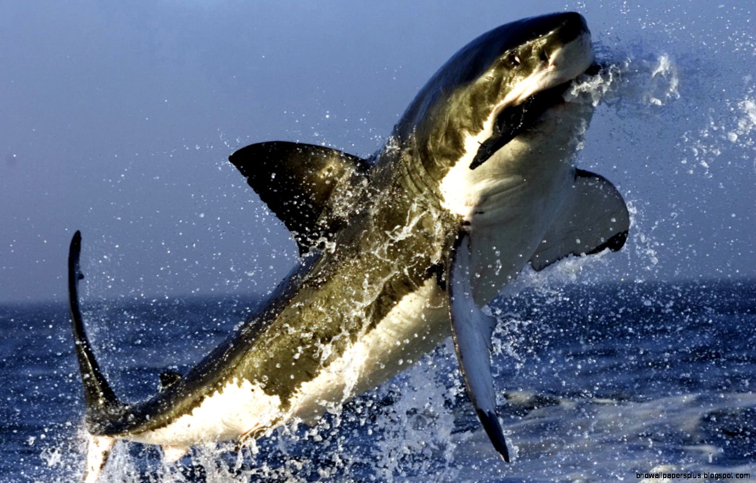 169 Shark HD Wallpapers  Backgrounds   Wallpaper Abyss