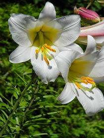 White Trumpet Lily Lilium regale Alexander Muir Memorial Gardens by garden muses-not another Toronto gardening blog
