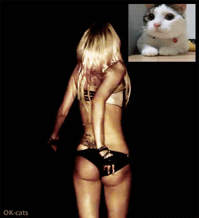 Art Cat GIF • Funny Kitten confused by sexy Lady Gaga dancing in bikini underwear Art Cat GIF • Funny Kitten confused by sexy Lady Gaga dancing in bikini underwear
