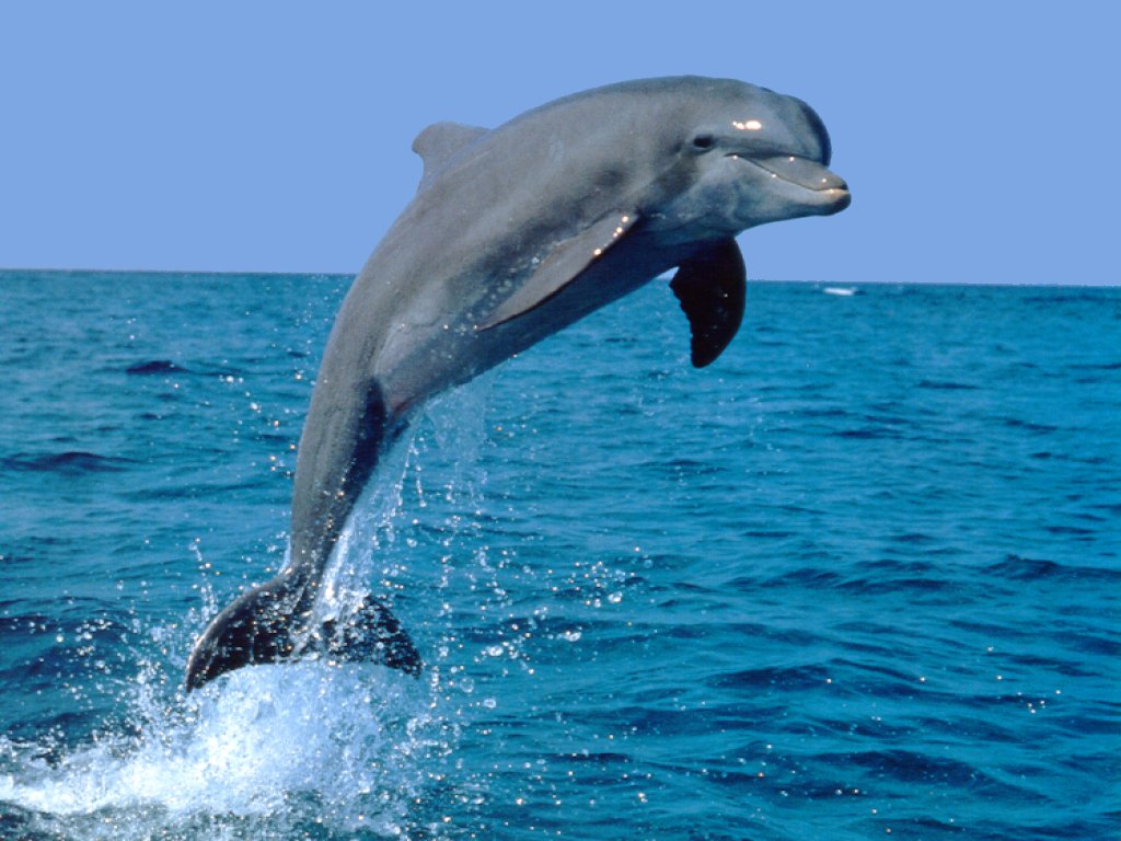 Wildlife & Nature Blog Intelligent Bottlenose Dolphin