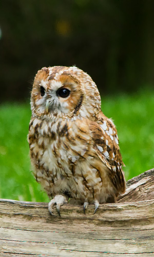 Jim's Birding Blog British Owls