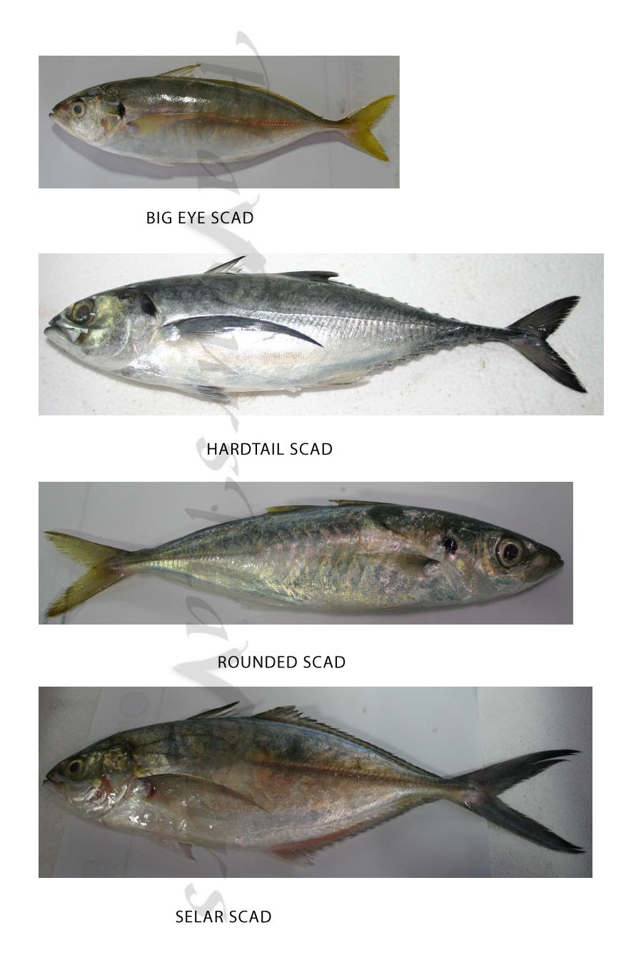 salmon fish in telugu Scribd india