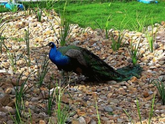 Choolanur Peacock Sanctuary