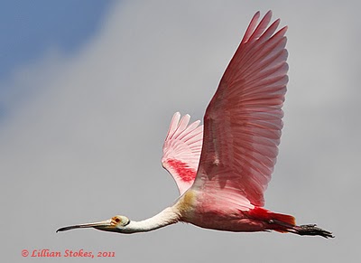 STOKES BIRDING BLOG: Photographing Birds in Flight, Tips