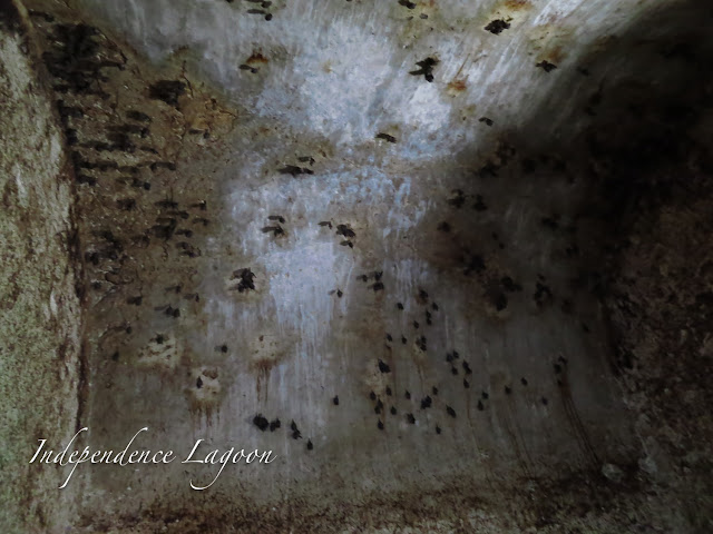 Bats in a cave in Mexico