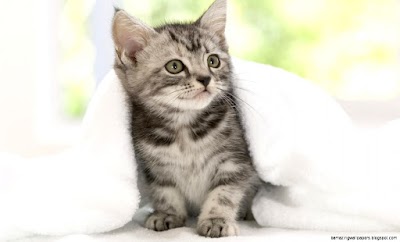 Cute Cat Tumblr Backgrounds