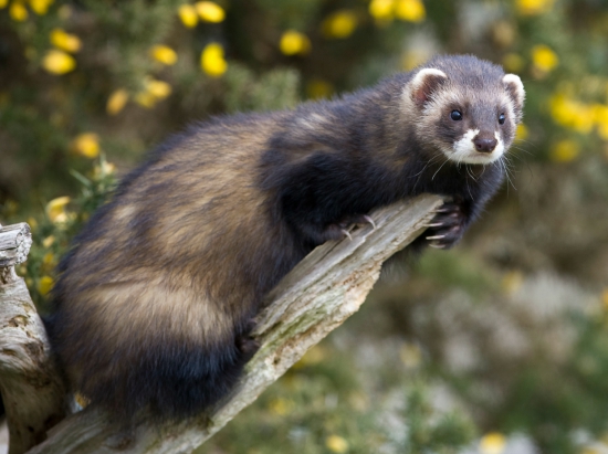 Els llacs: LA FAUNA DE LOS LAGOS