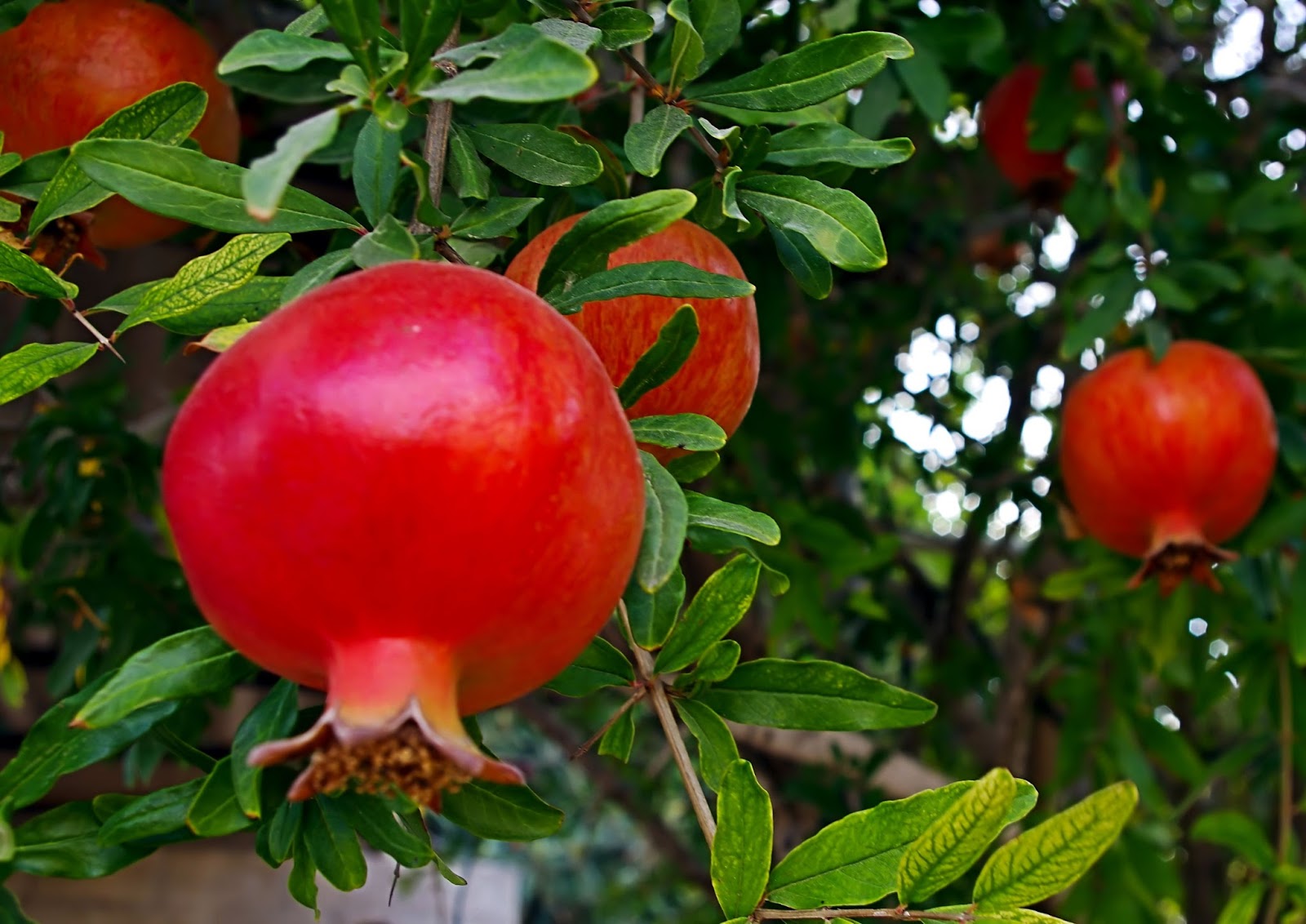 What Is The Connection Between Pomegranates And The Jewish New Year 