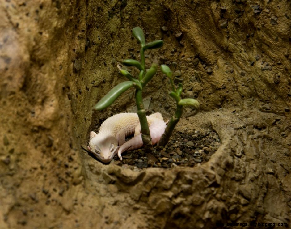Wild Leopard Gecko Habitat Wallpaper Size 1024x789  AmazingPict