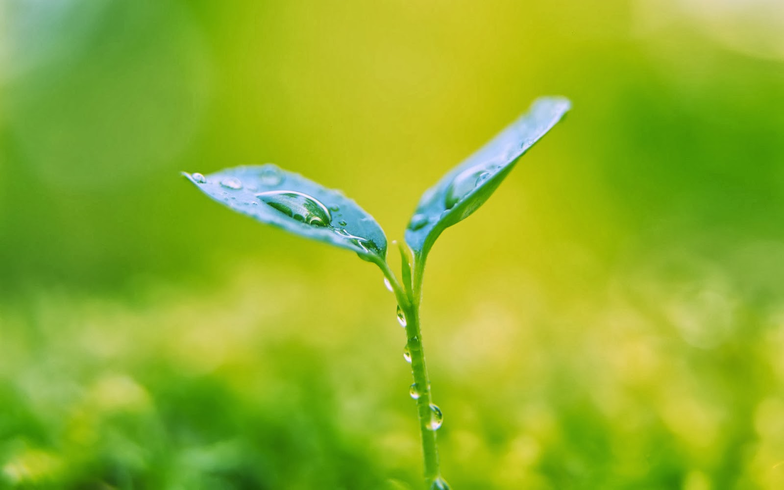 Beautiful Wallpapers For Desktop: HD Plants wallpapers