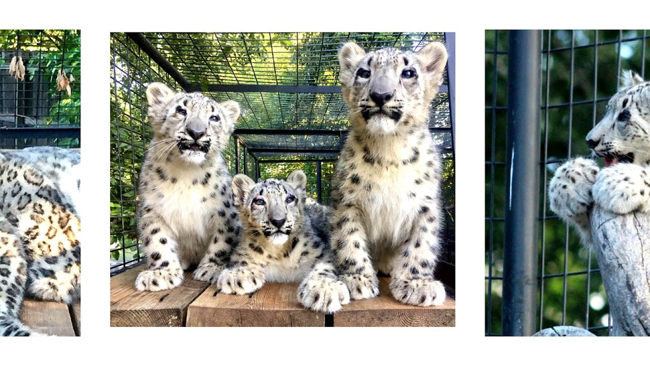 How Did Snow Leopards Become Endangered - Danger Choices