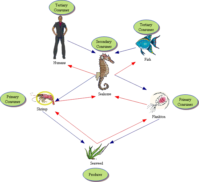 Пищевая Цепочка В Аквариуме 68 фото