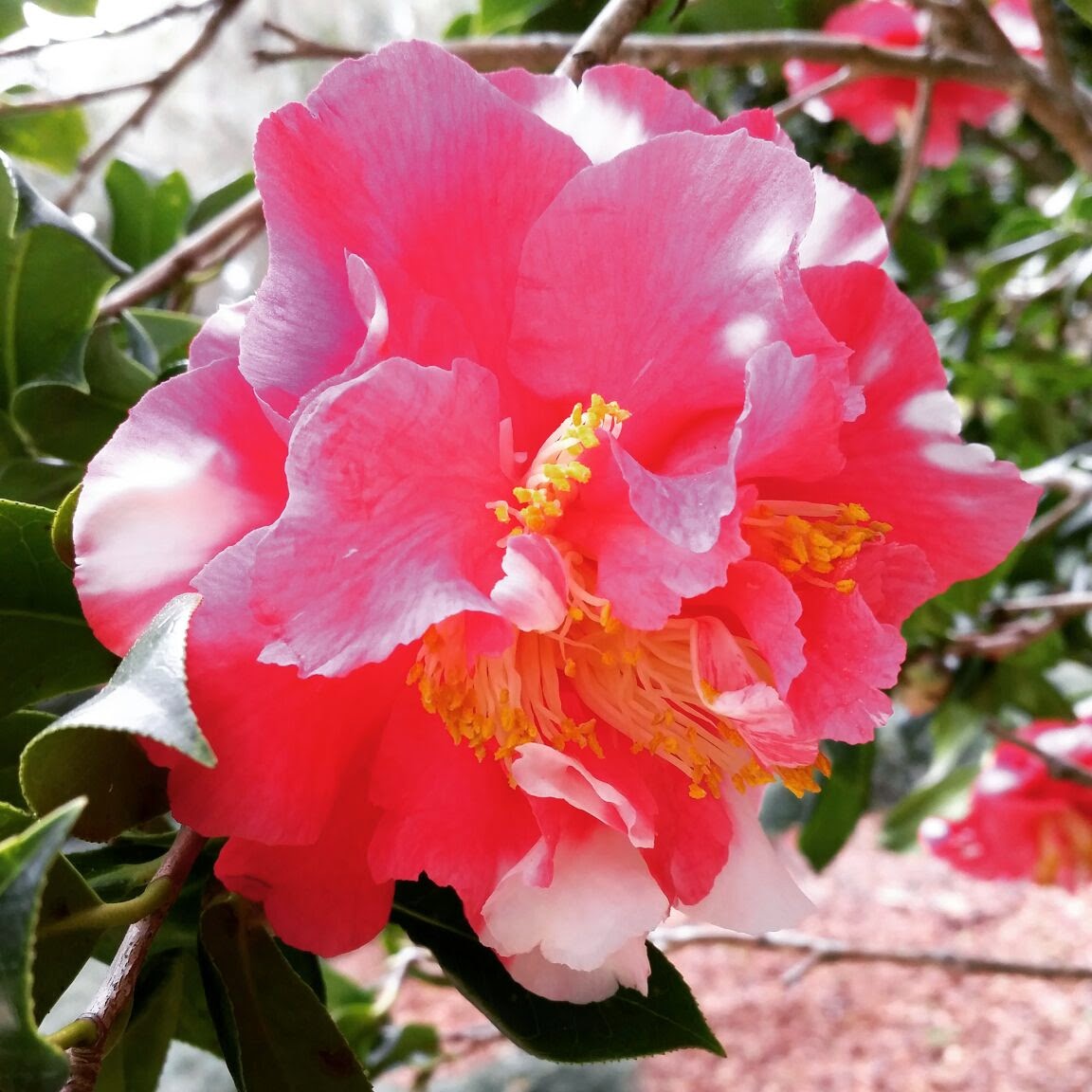 Florida Landscape Design Blog by Connie Helena Flower of January The
