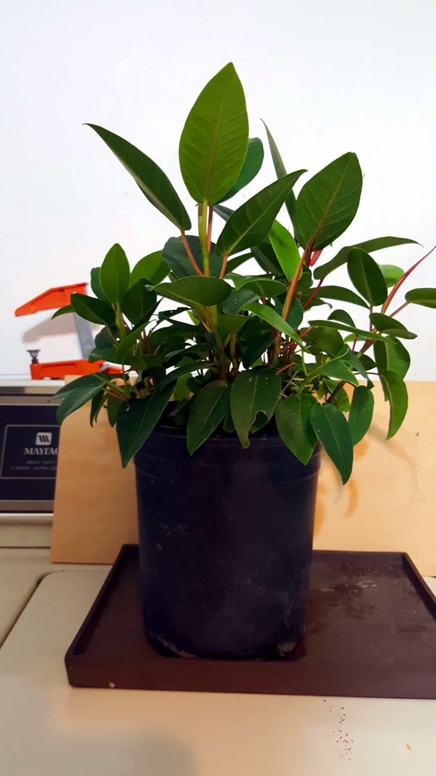 Bonsaimisadventures Grow a fig tree from seed, Moreton bay ficus, Ficus macrophylla