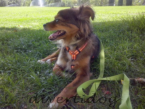 Perra cansada tras un buen paseo