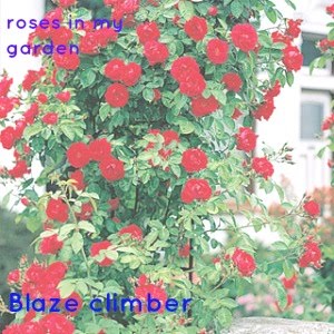 Blaze Climbing Rose