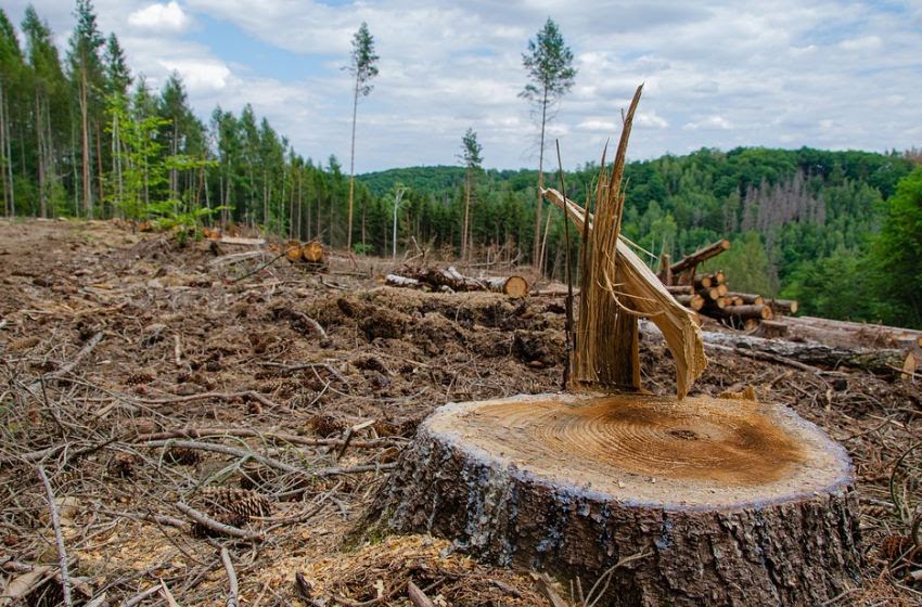 Fakta Tentang Penebangan Hutan (Deforestasi) - Dunia Sains