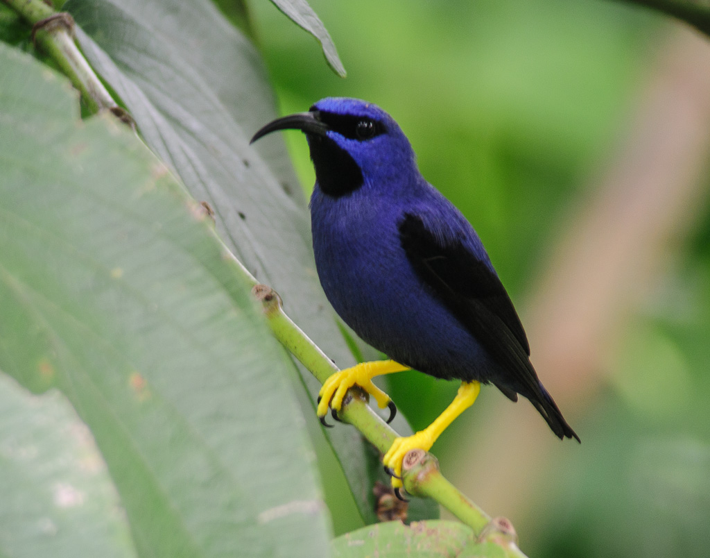 Len's Lens Confessions of a digiscoper Trinidad Purple Honeycreeper