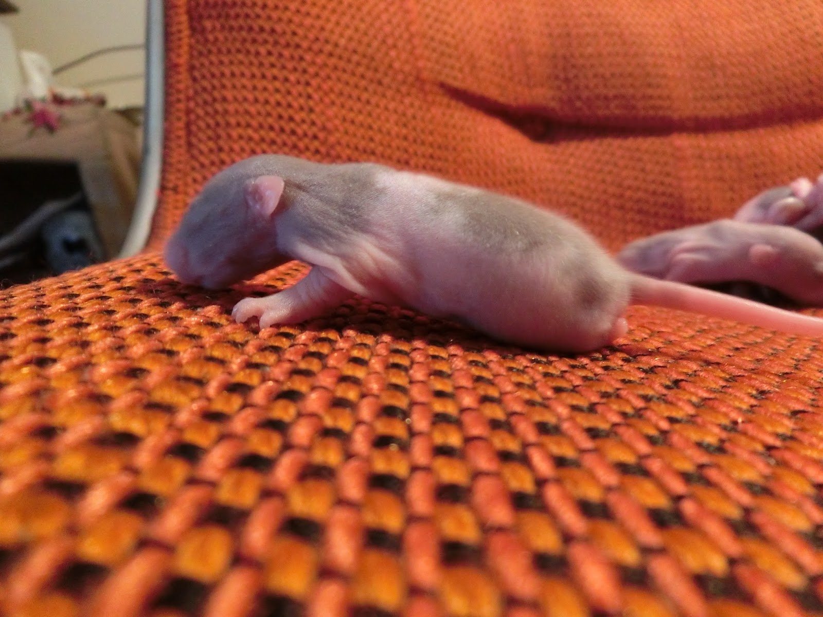 Nau speak Baby Rat Growth & Development Part 1 the first 10 days