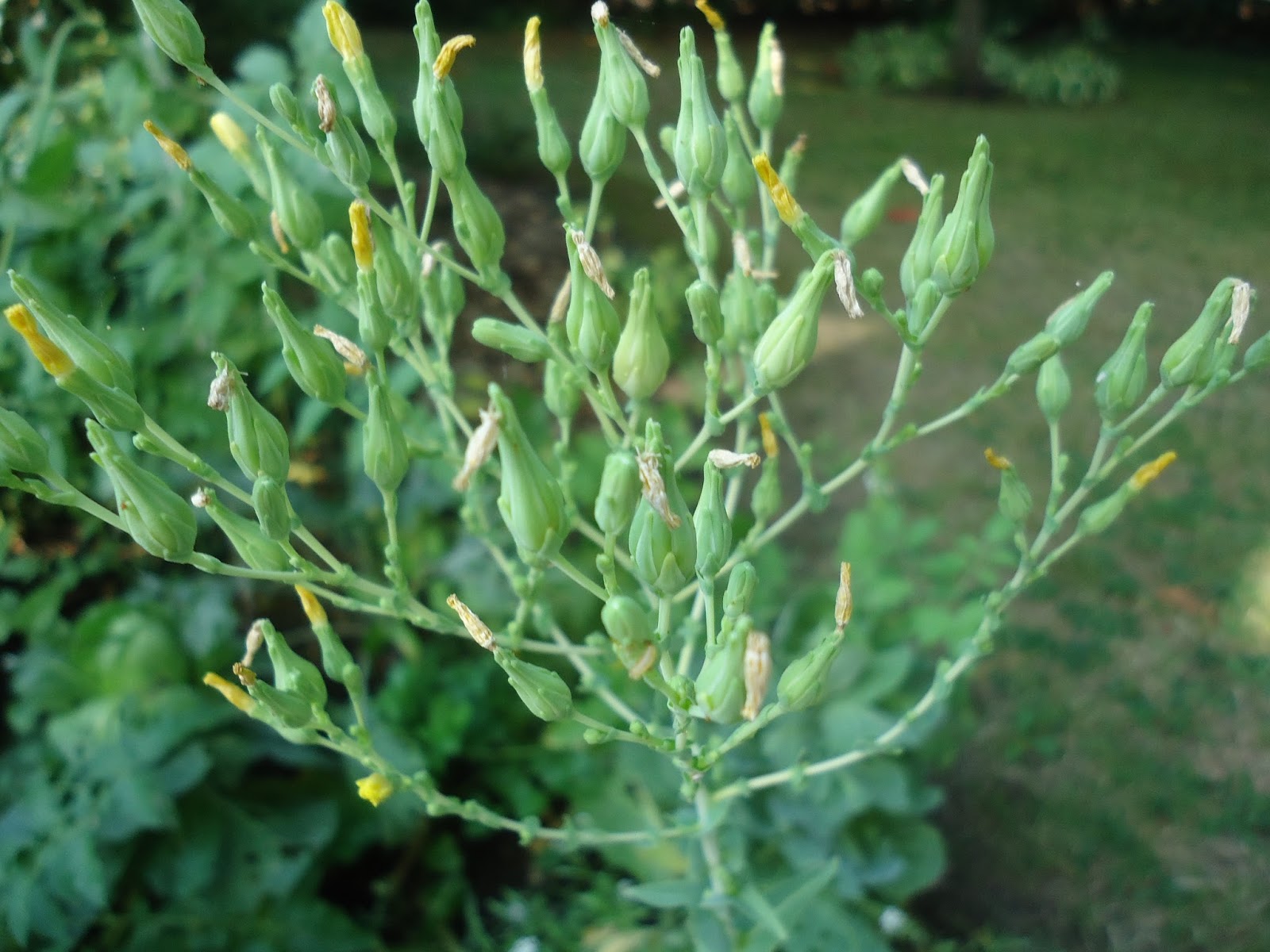 Max in Colorado Lettuce seed!